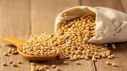 ضوابط جدید قرنطینه‌ای برای واردات دانه سویا از افغانستان اعلام شد/ کنترل دقیق در مرحله ترخیص
